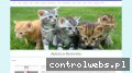 Screenshot strony www.aptekawbestwinie.pl