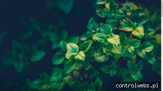 Błonnik na otyłość