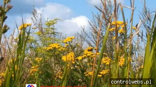 Kostka brukowa tychy