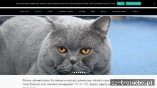 Hodowla Kotów Brytyjskich Niebieskie Misie*PL