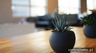 blog o kwiatach - blogwyslijkwiaty.com