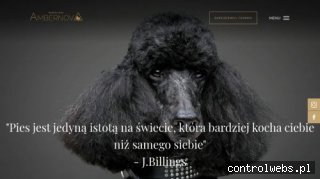 Strzyżenie psów Gdańsk - ambernova.pl