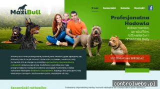 Hodowla american bully - maxibull.pl