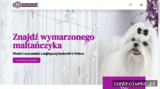 Maltańczyk Szczeniaki